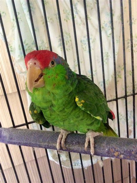 Mexican Red Headed Amazon Parrot His Name Is Buzz Amazon Parrot