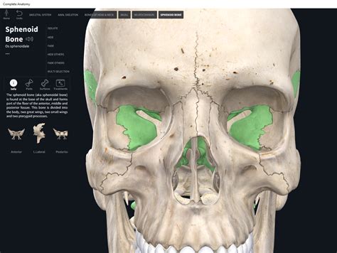 Bones Skull Sphenoid Anatomy And Physiology