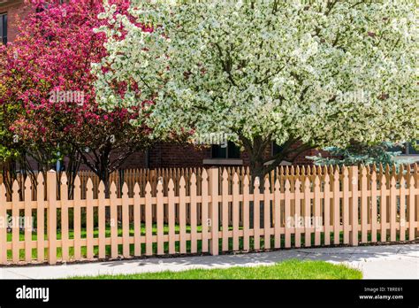 Off White Wooden Picket Fence Cherry And Crabapple Trees In Full