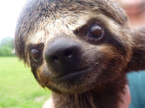 Baby Sloth In The Amazon That Face