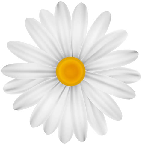 White Daisy Png Download Free Png Images