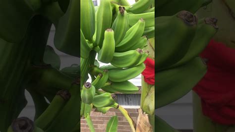 This tropical tree is loaded with delicious yellow bananas. Orinoco banana Zone 7b - YouTube
