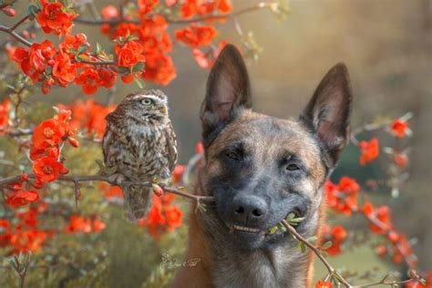 An Adorable And Unlikely Friendship Between An Owl And A Dog