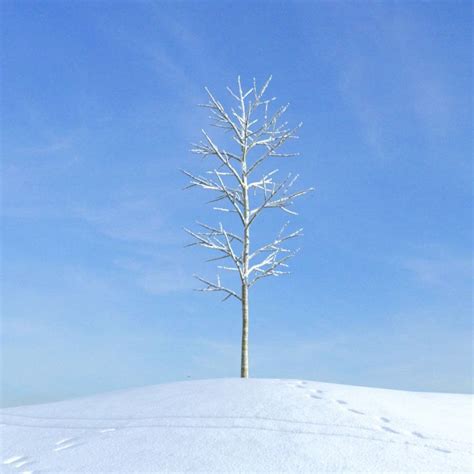 Snow Covered Tree Snow Tree 3d Cgtrader