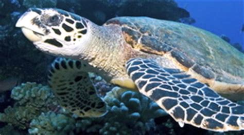 This juvenile hawksbill turtle is the future of the generation. Hawksbill Sea Turtles | Virginia Institute of Marine Science
