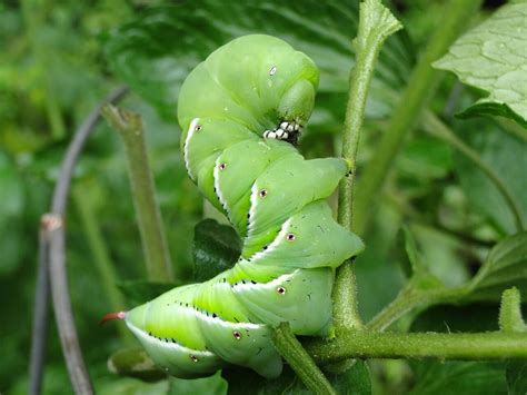 How To Care For Hornworms Before Feeding Them To Your Pet