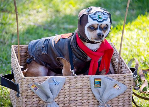 38 Ways To Dress Up Your Dog This Halloween