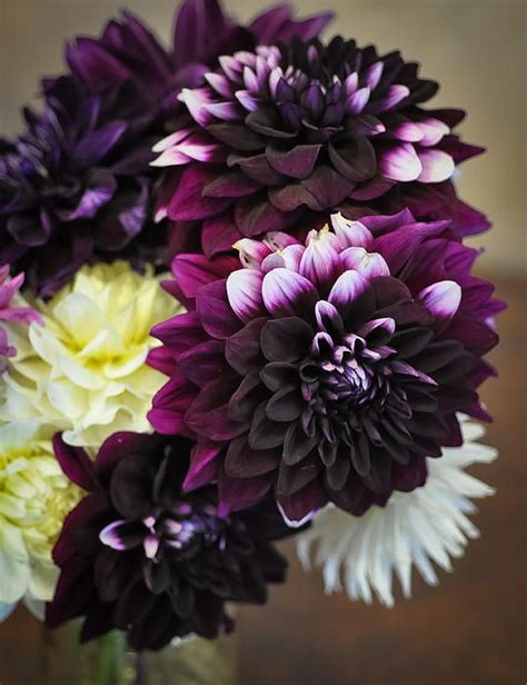Purple Dahlias In A Vase Ii By Ronda Broatch Purple Dahlia Dark