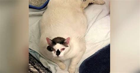 Meet Barsik The Fattest Cat In New York Is Looking For A Home The Dodo