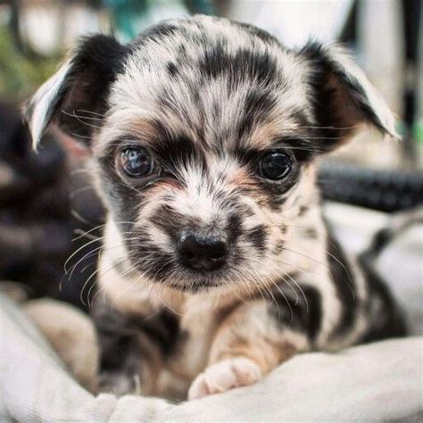 A subreddit all about chihuahuas. Pin on Everything Chihuahua