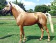 equine south africa horses  sale