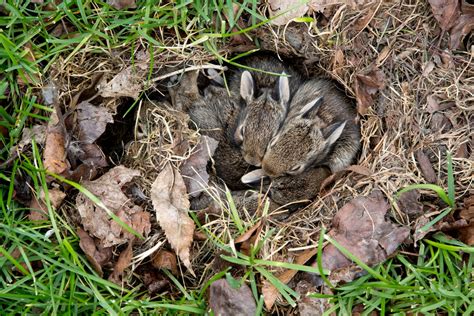 Rabbit Nest In Your Yard Heres What To Do Bob Vila