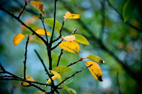Autumn Colors Leaf Branch Stock Photo Image Of Gardening 82302366