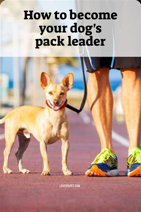How To Become Your Dogs Pack Leader 5 Tips Love Of A Pet In 2021