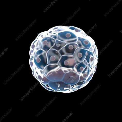Human Blastocyst Illustration Stock Image F0350301 Science