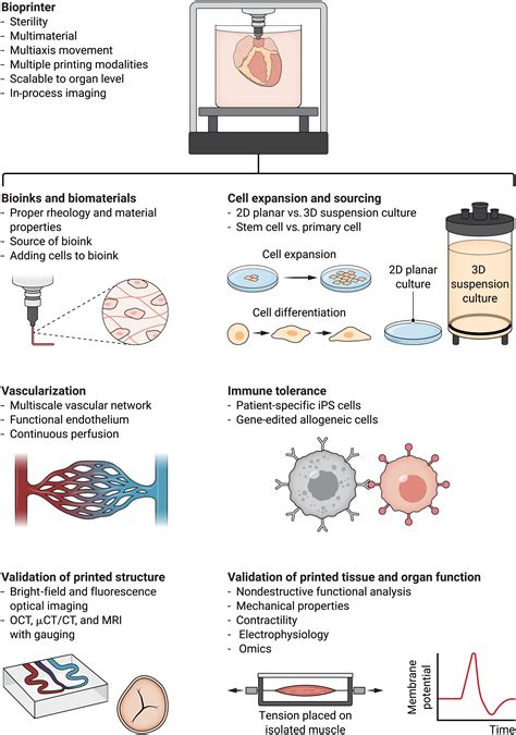 3d Bioprinted Human Tissue And The Path Toward Clinical Translation