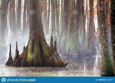 Beautiful Bald Cypress Trees In Autumn Rusty Colored Foliage Their