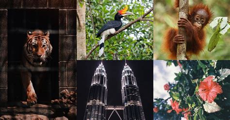 7 National Symbols Of Malaysia That Every Malaysians Should Know