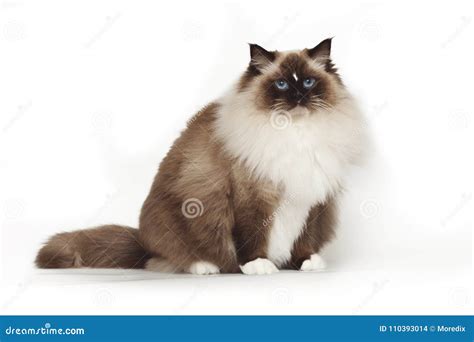 Fluffy Beautiful White Cat Ragdoll With Blue Eyes Posing While Sitting