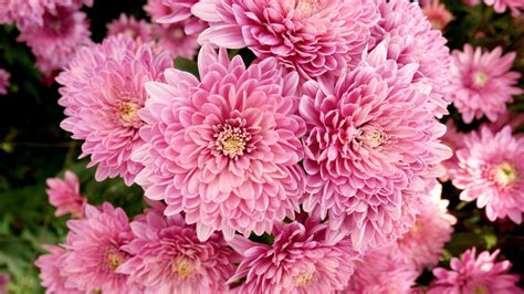 The Chrysanthemum Meaning Is Deep And Full Of Emotions Floraqueen En