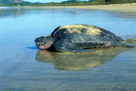 A Mega Port In India Threatens The Survival Of The Largest Turtles On Earth