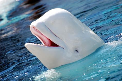 アルカディア (16) オクトパストラベラー (4) オトコのコはメイド服がお好き!? フリー画像|動物写真|哺乳類|イルカ|シロイルカ/ベルーガ|笑顔 ...