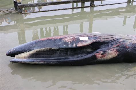 Heres What Killed One Of The Last Whales Of Newly Discovered Gulf Of