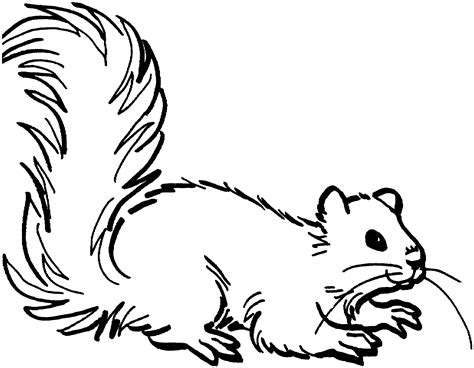 Free Squirrel Coloring Pages