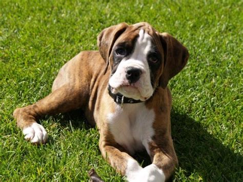 20 Cool Facts About The Boxer Dog