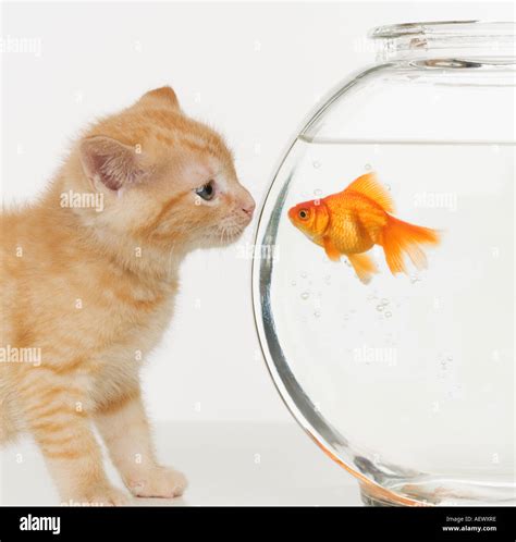 Kitten And Goldfish Looking At Each Other Stock Photo Alamy
