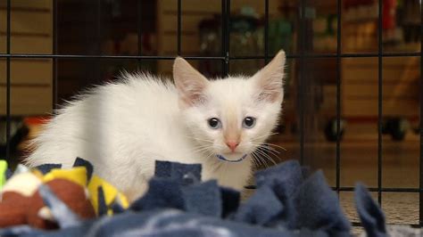 Animal Humane Society Has New Adoption Procedures For Kitten Season