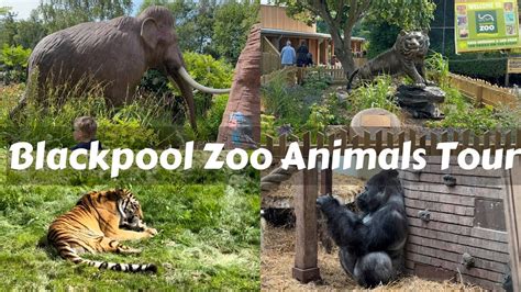 Blackpool Zoo Animals Tour 2023 Blackpool Zoo Exploring Youtube