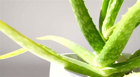 How To Plant Grow And Care For Aloe Vera