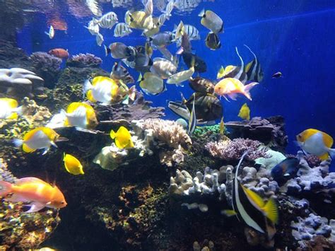 Waikiki Aquarium (Honolulu) - 2019 All You Need to Know BEFORE You Go