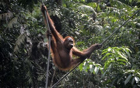 Orangutan Monkey Trees Jungle Wallpapers Hd Desktop And Mobile