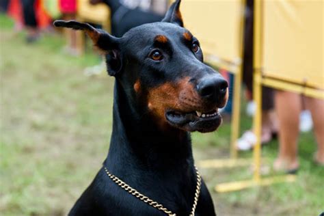 23 Dog Breeds With Black Gums And Black Mouths Petdt