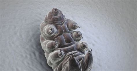 Y producido durante tres días en un estudio de grabación en los ángeles. Tardigrades, explained - Vox