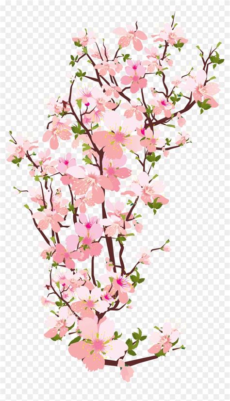 Blossom Clipart Japanese Cherry Blossom Cherry Blossom Clipart Transparent Free Transparent