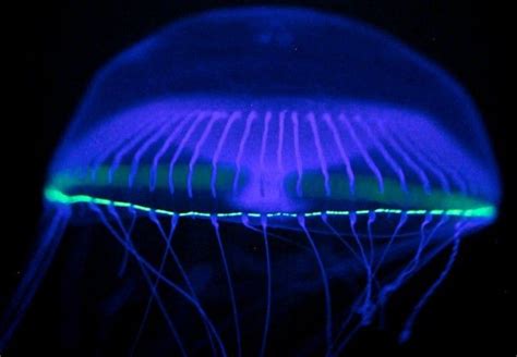 Top 10 Bioluminescent Glowing Animal And Organism Pictures Glowing