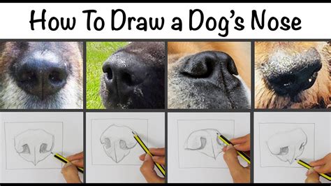 How To Draw A Dogs Nose Youtube