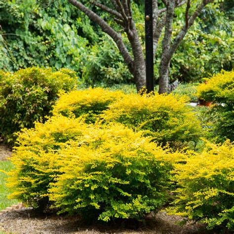 Lavender in full sun can be expected to grow vigorously each year, so take this opportunity to reform your plants into the green mounds that are lavender's signature shape. Southern Living Plant Collection 1 Qt. Sunshine Ligustrum ...