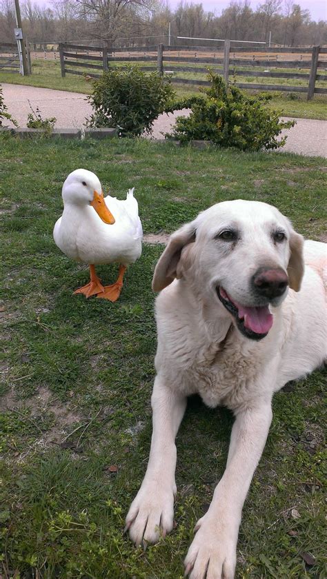 Duck Sitting On Dog Proves Best Friends Are Forever Photos Huffpost