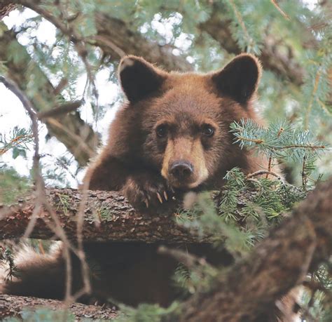 Spot New Mexico Wildlife At These 5 Captivating Campgrounds