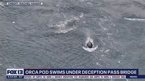 Orca Pod Swims Under Deception Pass Bridge Fox 13 Seattle Youtube