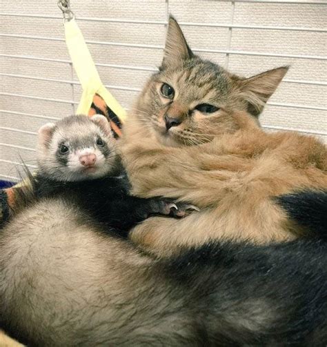 Rescued Stray Kitten Growing Up With 5 Ferrets Thinks Shes A Ferret Too