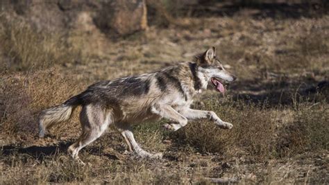Mexican Gray Wolf Population In Arizona And New Mexico Remains Flat