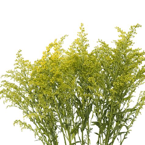 Roses, lilies, orchids, tulips, sunflowers, irises 60 Stems of Yellow Asters Solidago- Beautiful Fresh Cut ...