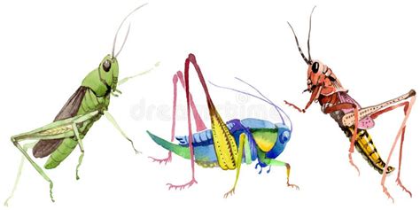 Crickets Stock Illustration Illustration Of Cute Crickets 395621