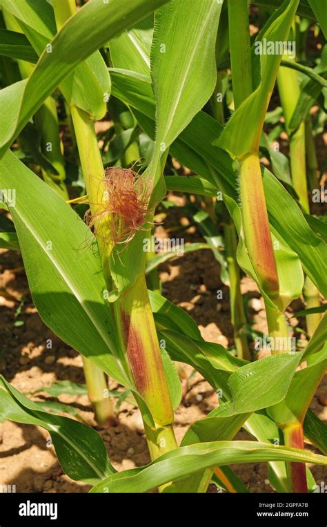 Cobs Forming On Maize Zea Mays Stock Photo Alamy