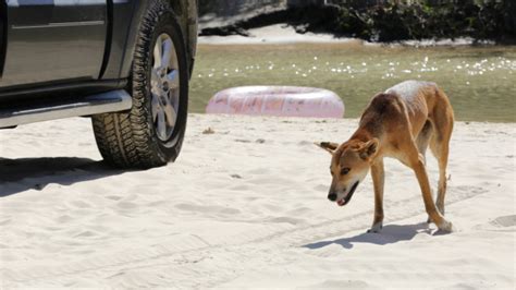 Fraser Island Dingo Attack Child Bitten At Orchid Beach